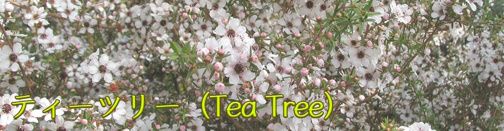 ティーツリーコレクション